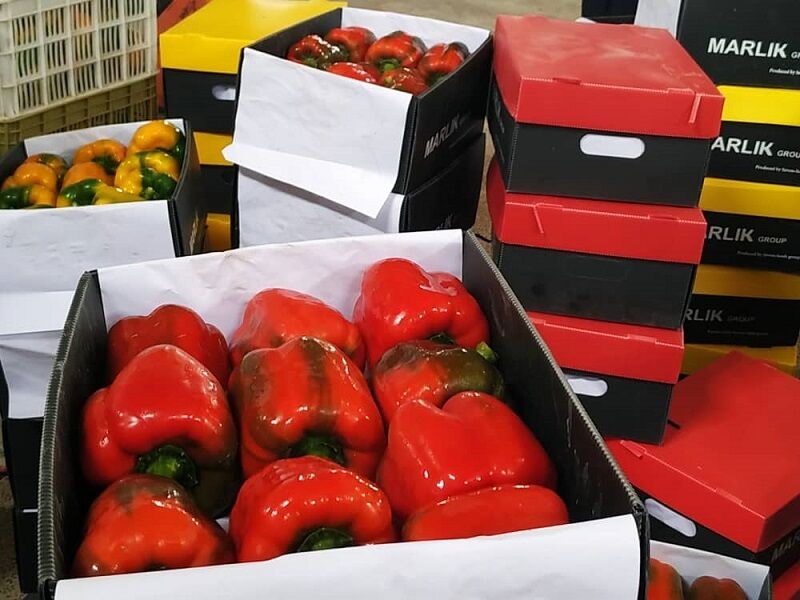 ادعای جمهوری آذربایجان: در فلفل های وارداتی از ایران، ویروس مشاهده شده؛ باید معدوم شوند