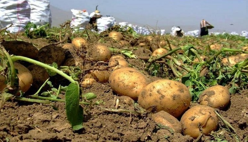 بازگشت به دغدغه سیب‌زمینی