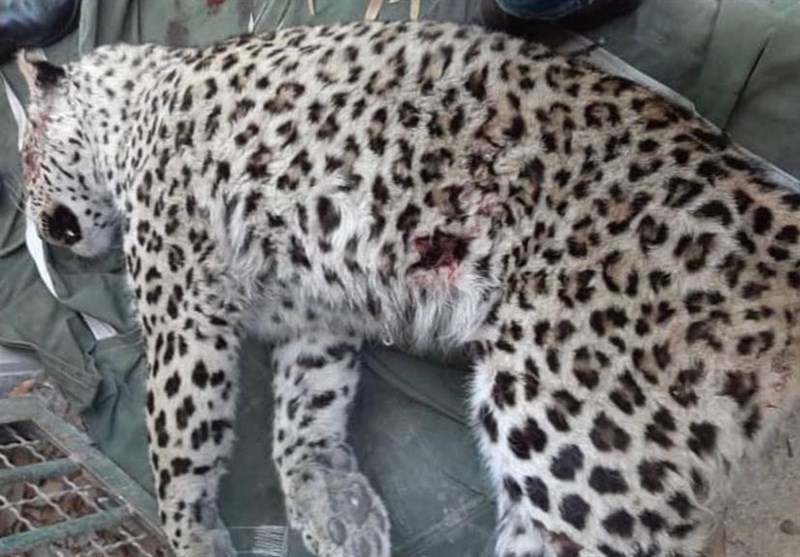 محیط زیست: پلنگ قائمشهر به خاطر استرس ناشی از تجمع مردم به یک خانه فرار و یکی از اهالی را مجروح کرد محیط زیست: پلنگ قائمشهر به خاطر استرس ناشی از تجمع مردم به یک خانه فرار و یکی از اهالی را مجروح کرد