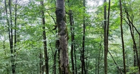 هشدار سازمان منابع طبیعی نسبت یه نصف شدن مساحت جنگل‌های هیرکانی تا ۵۰ سال آینده