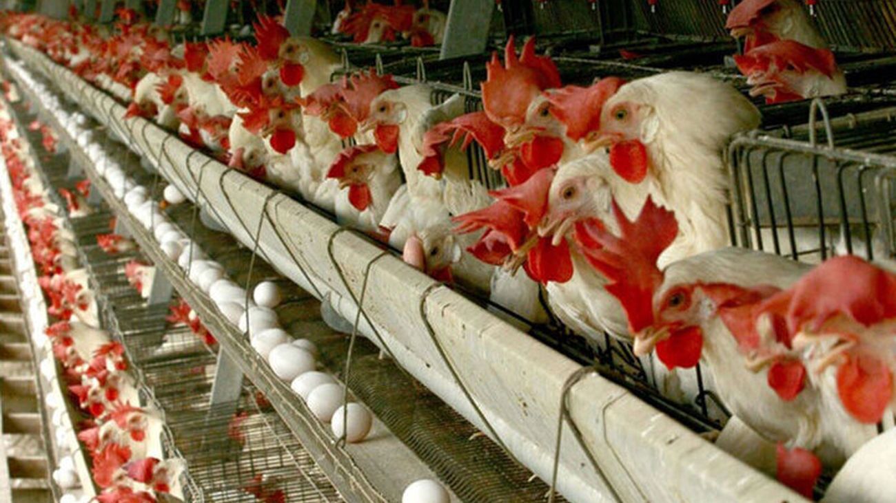 قیمت مرغ دوباره نجومی شد قیمت مرغ دوباره نجومی شد