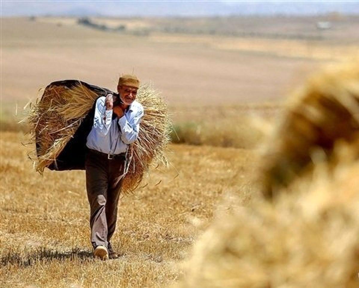 زمان پرداخت قطعی مطالبات گندمکاران اعلام شد