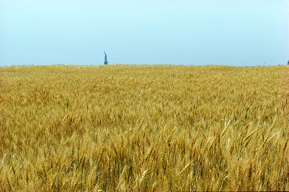 ماجرای زنی که وسط نیویورک گندم کاشت!