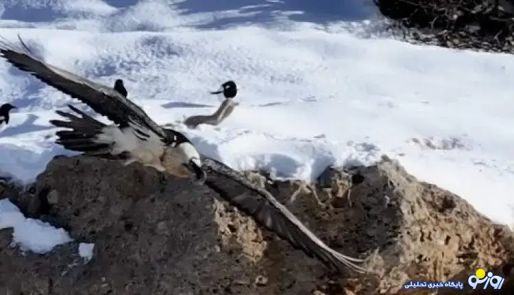 همای سعادت در کجا دیده شد؟