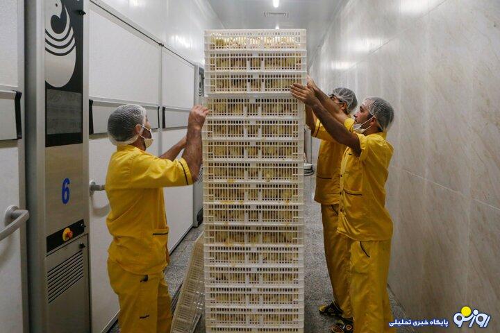گرانی کالا‌های اساسی در راه است؟