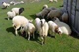 قیمت گوشت گوسفند و گوساله ۲۴ تیرماه ۱۴۰۴