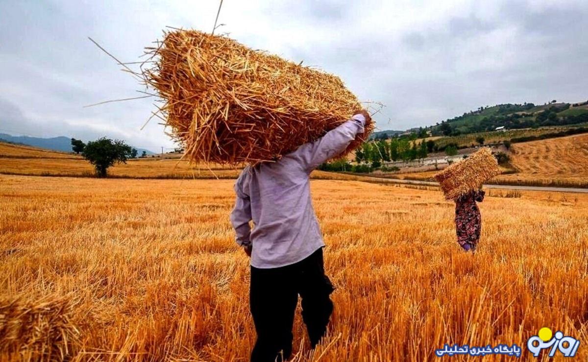 خبر مهم درباره پرداخت مطالبات گندمکاران