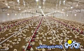 دلیل خفه کردن مرغ‌ها با گاز در مرغداری چیست؟