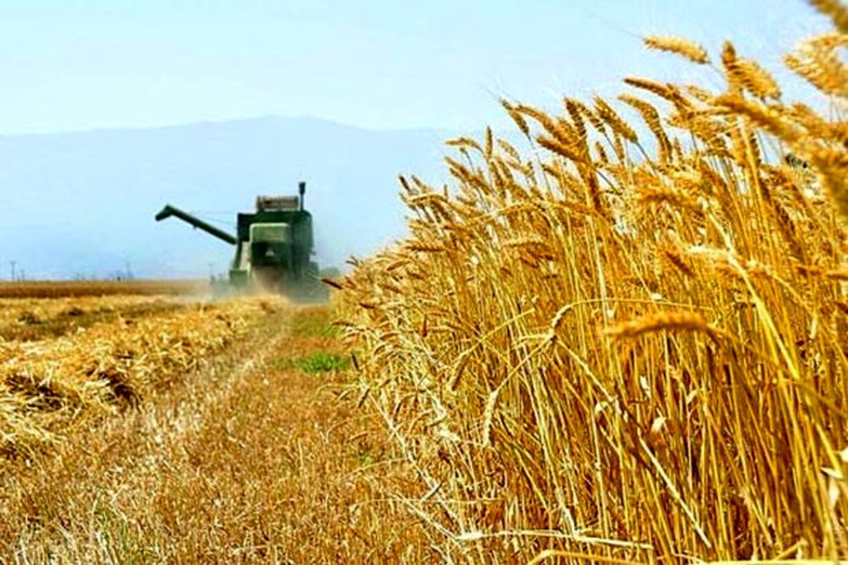 سقوط ۳۵ درصدی خرید گندم از کشاورزان / افزایش قیمت نان در راه است؟