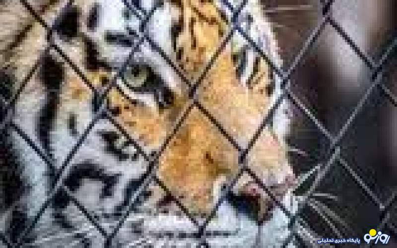 حمله ببربنگال به دامپزشک در باغ‌وحش