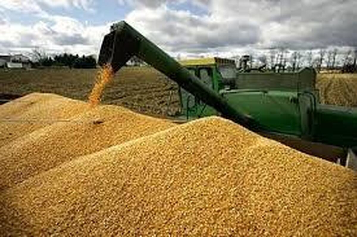 گندم داخلی ۲۰ هزار تومان، وارداتی ۳۵ هزار تومان/ واردات گندم از روسیه برای جبران کمبود ۵ میلیون تن گندم