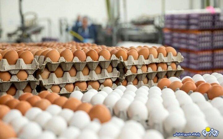 مرغ را بی خیال شدیم قیمت تخم مرغ چرا نجومی شد؟!