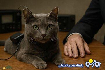 گربه‌ای که سازمان جاسوسی آمریکا استخدام کرد!