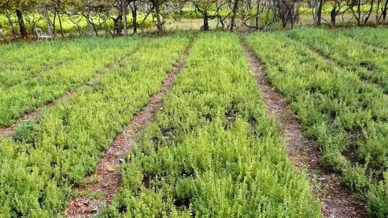 آیا «تخلیه تهران» امکان‌پذیر است؟