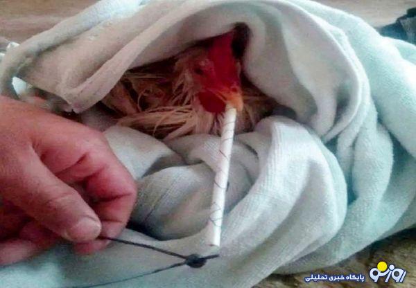 مرغ‌های گوشتی با طعم تریاک!