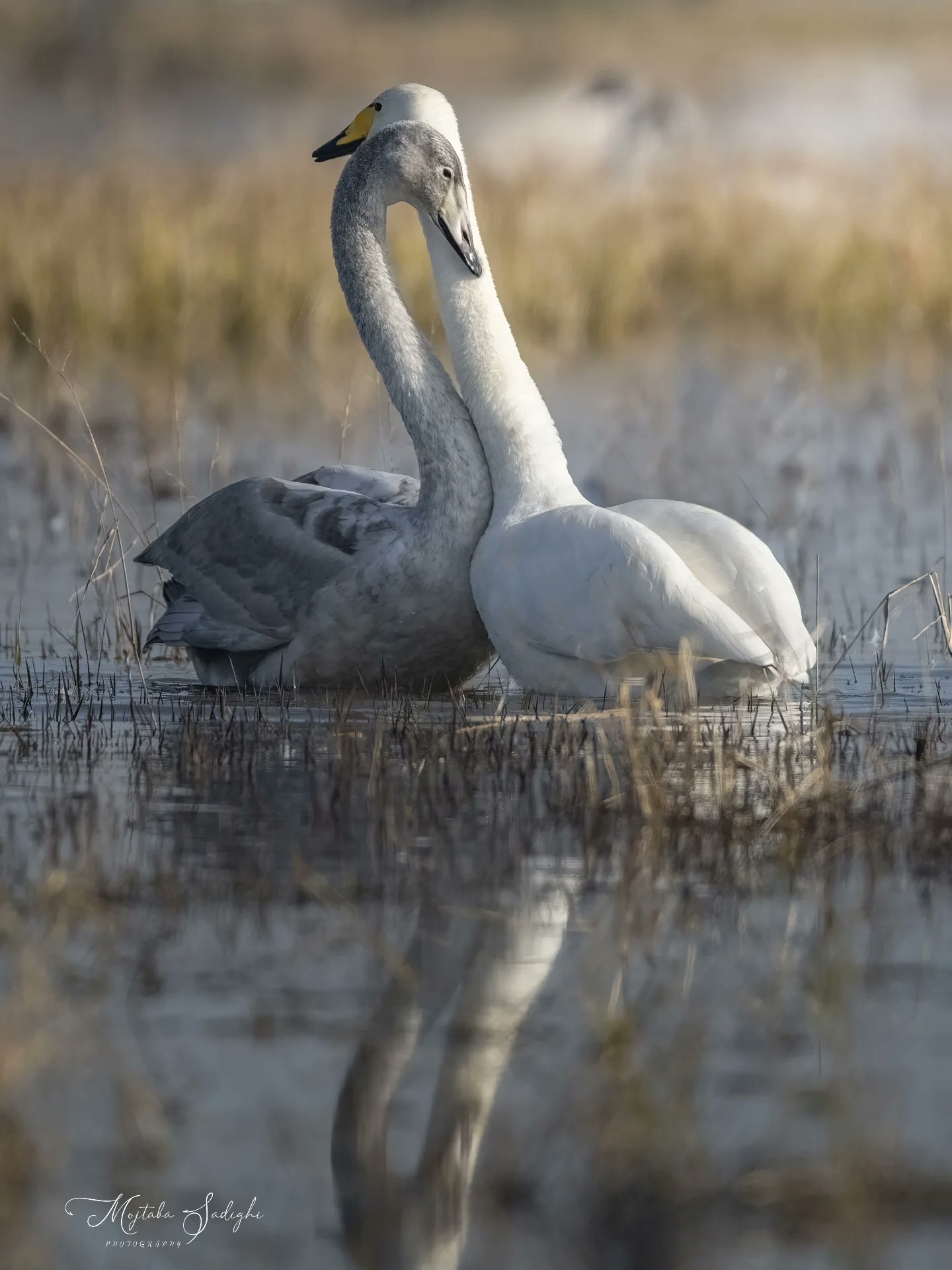 قوهای مهاجر