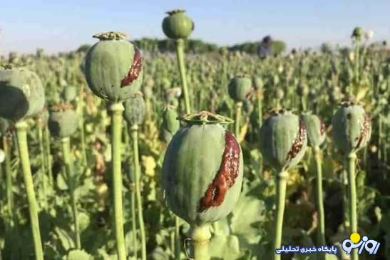 کشت خشخاش آغاز شد؟